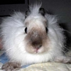 Benutzer Avatar