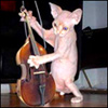Benutzer Avatar